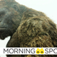 Kong could go toe-to-toe with the big G later than you’d think